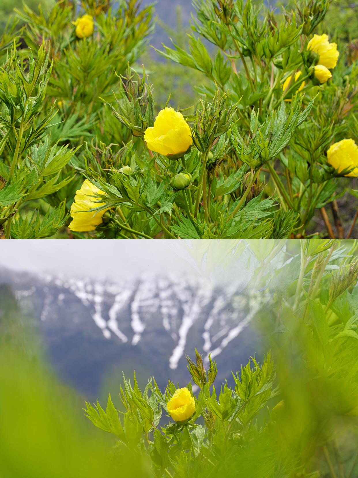 Chinese Super Precious Altitude 3400m Tibet Yellow Peony Fresh Dried Flower Detox Tea 8g