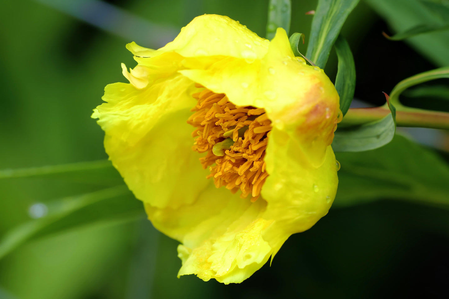 Chinese Super Precious Altitude 3400m Tibet Yellow Peony Fresh Dried Flower Detox Tea 8g