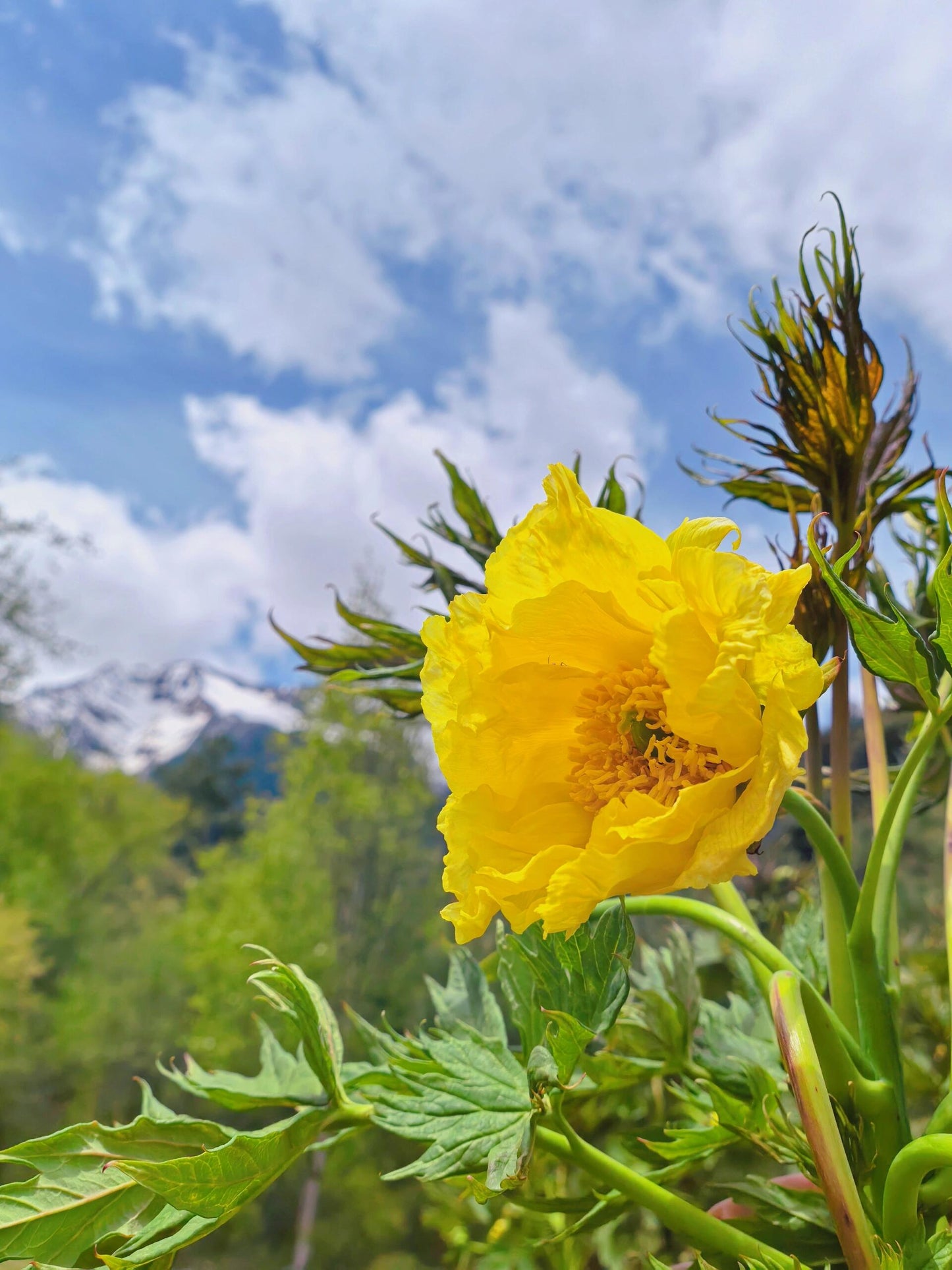 Chinese Super Precious Altitude 3400m Tibet Yellow Peony Fresh Dried Flower Detox Tea 8g