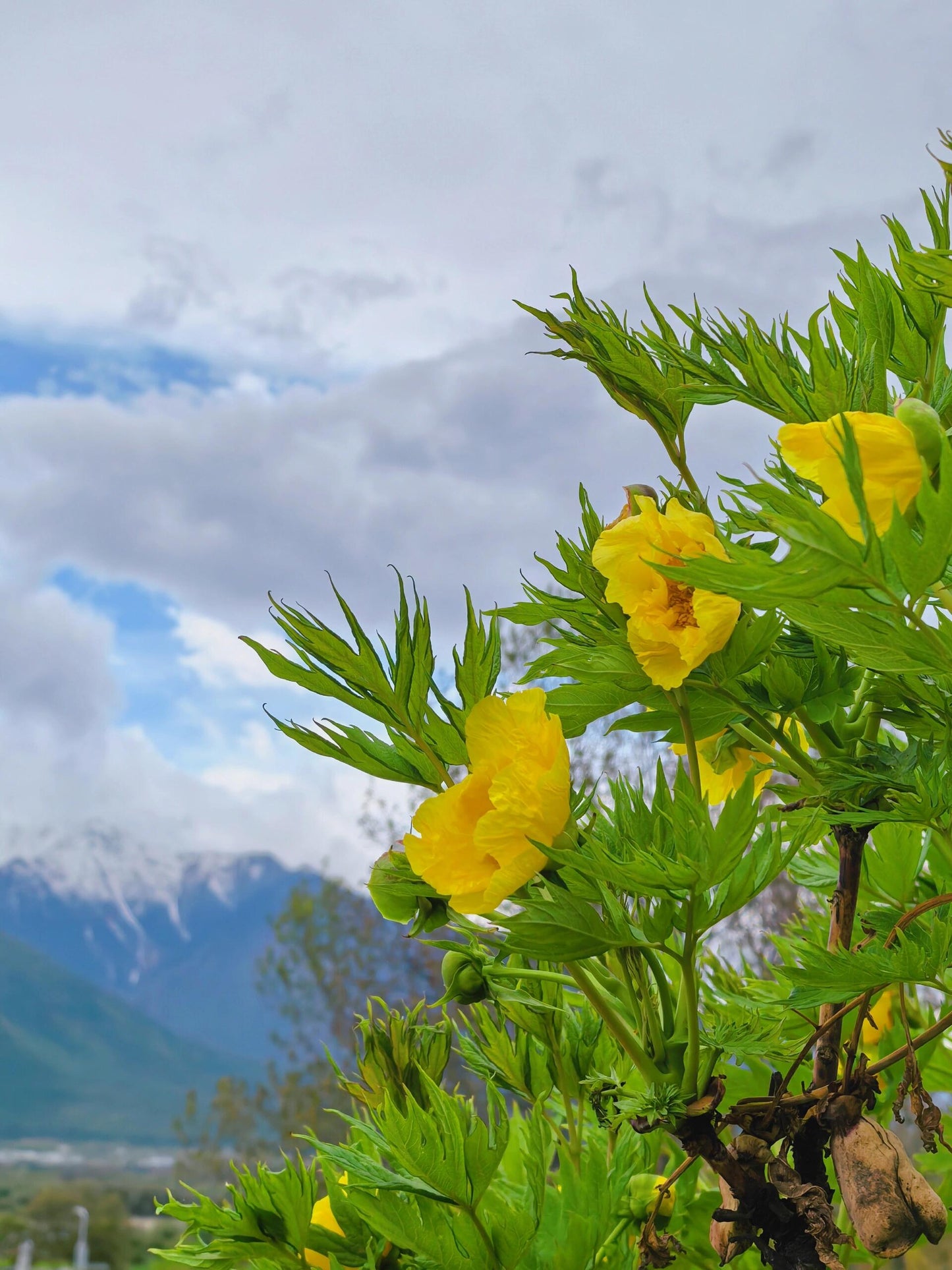 Chinese Super Precious Altitude 3400m Tibet Yellow Peony Fresh Dried Flower Detox Tea 8g