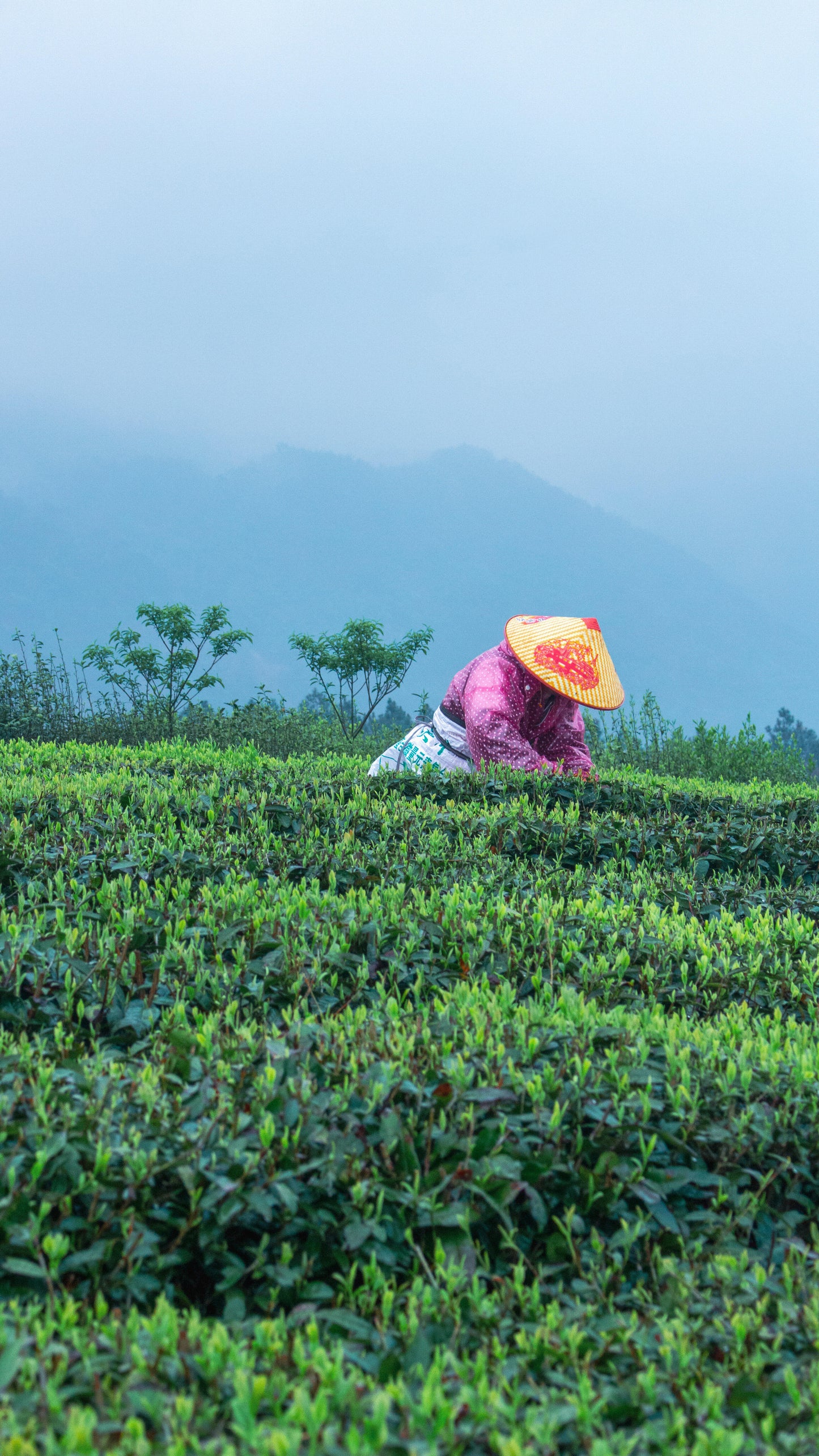 Chinese Premium Yellow Mountain Huangshan Green Peony Green Tea High Mountain Tea 50g 6 Sachets
