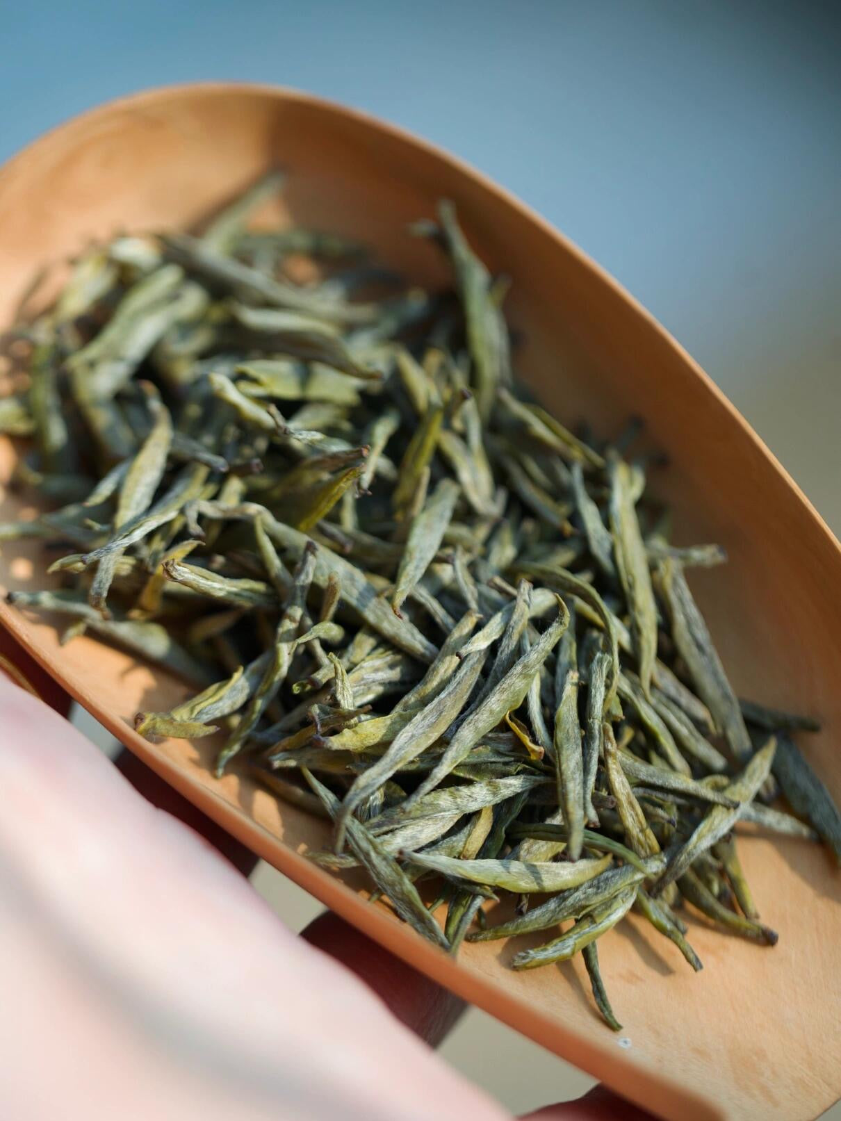 This is Chinese yellow tea Junshan silver needle