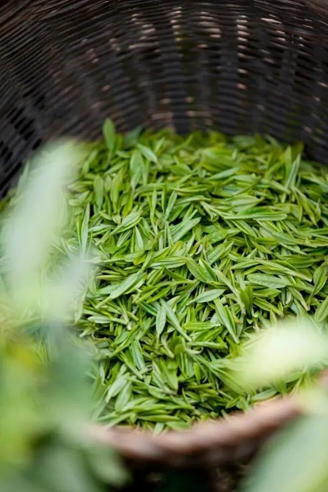 Chinese Green Tea Xinyang Maojian High Mountain Spring Tea