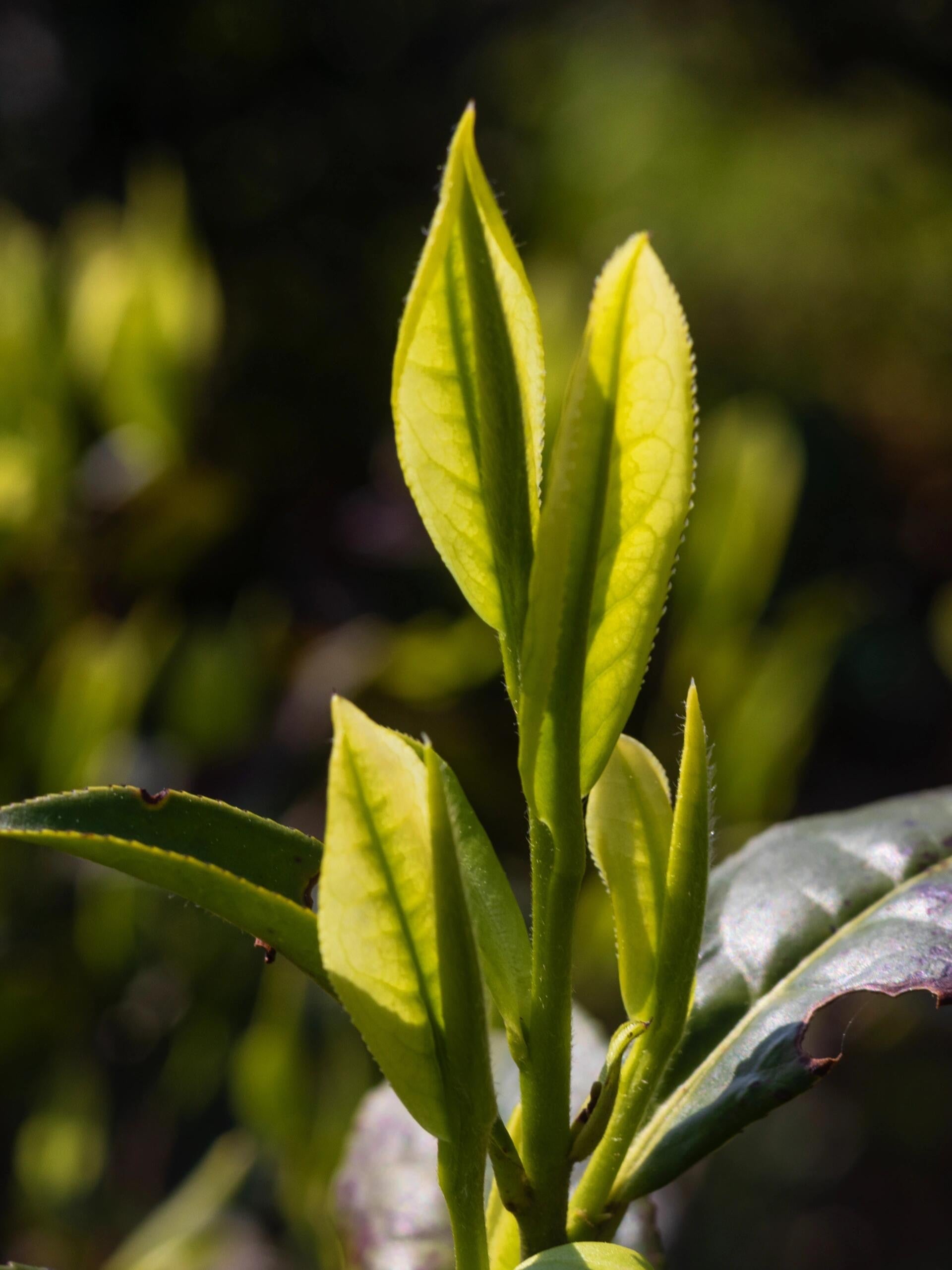 This is Chinese yellow tea Junshan silver needle