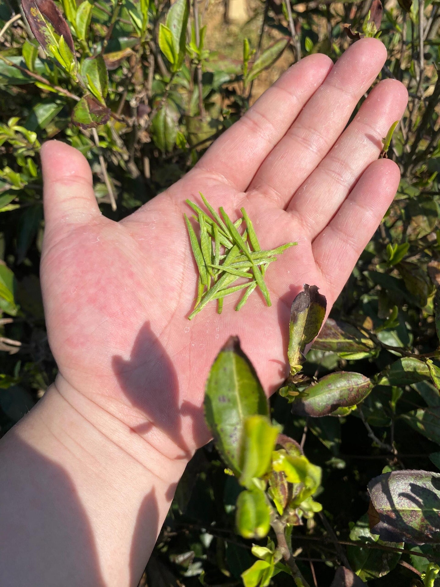 This is Chinese yellow tea Junshan silver needle