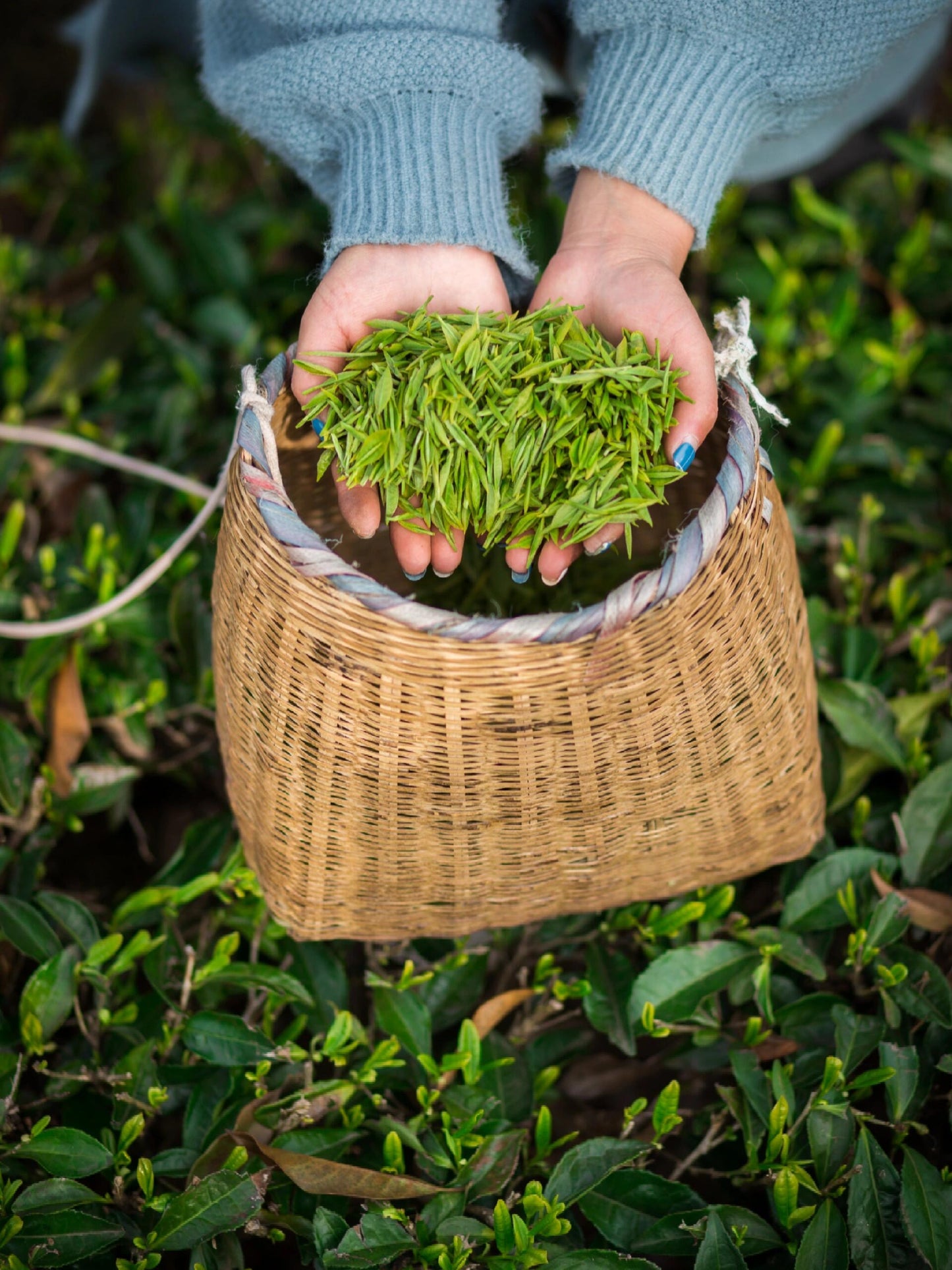 High mountain Green Tea Chinese En Shi Yu Lu Good Quality Green Tea