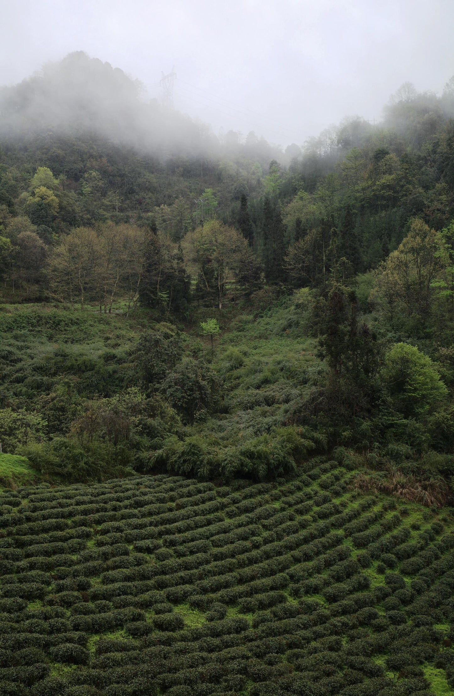 Chinese Green Tea Mengding Ganlu High Mountain Loose Tea Leaf Cold Brew Tea