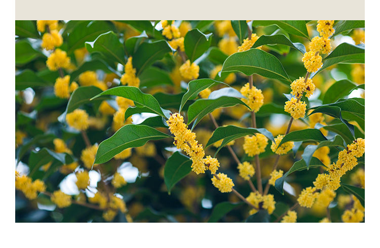 this is Chinese dried osmanthus flower tea