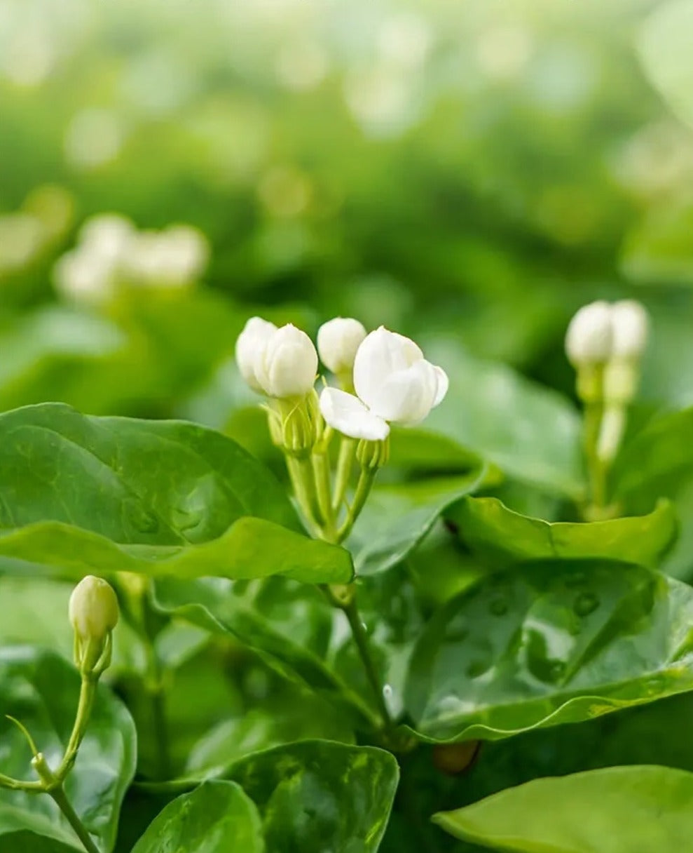 This is Chinese dried jasmine flower bud tea