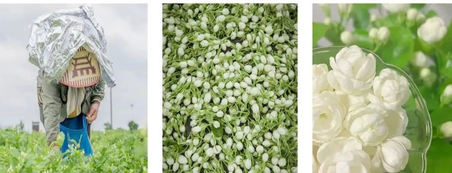 This is Chinese dried jasmine flower bud tea